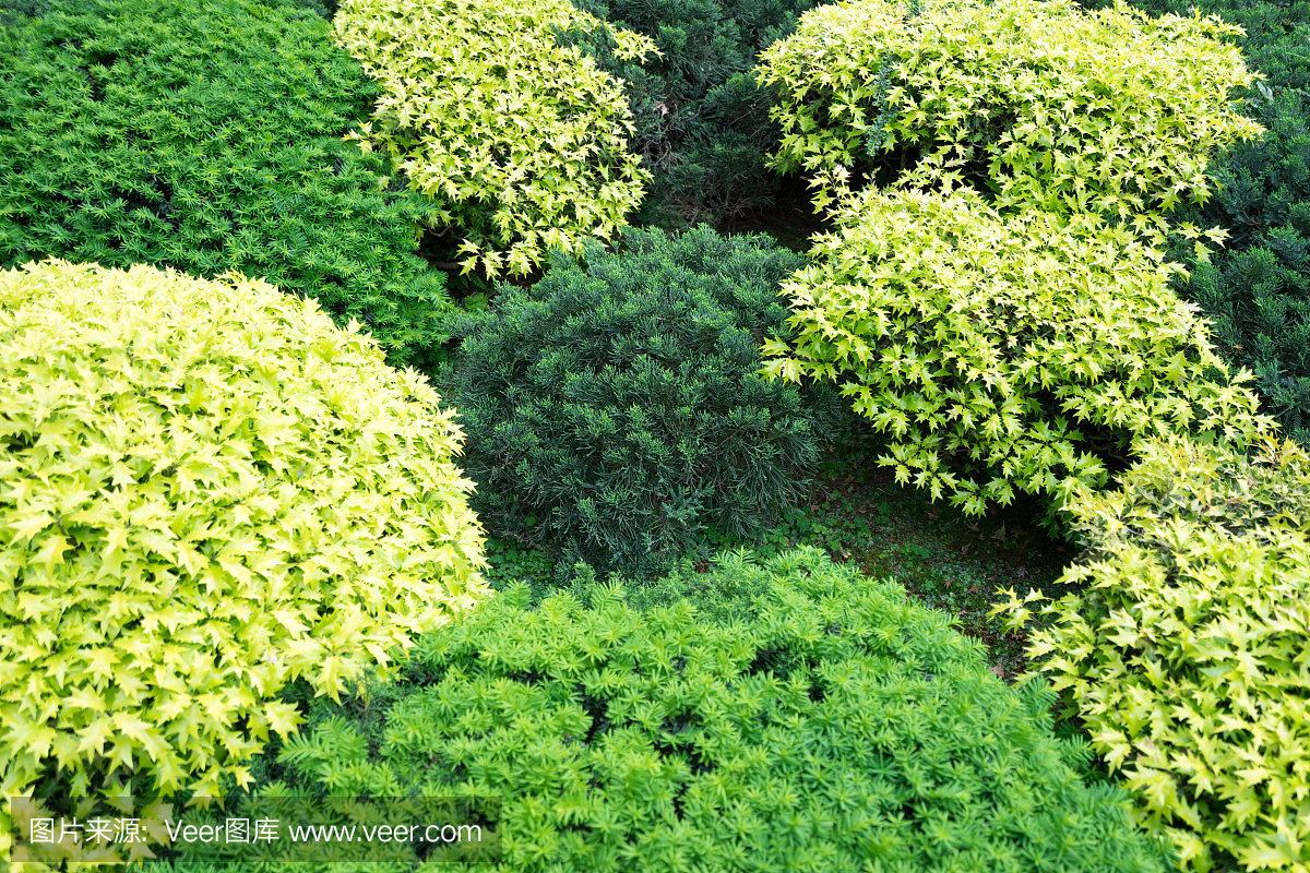 多色植物(种植、灌木、园林树木)