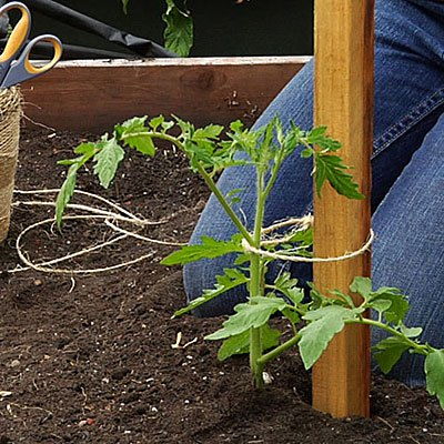 How to grow tomatoes如何种植植物