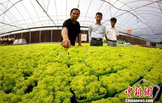 探访江西德兴多肉植物种植基地