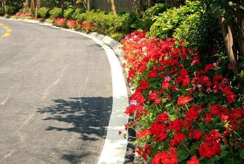 城市道路路边花坛中种植的绿化植物一般有哪些