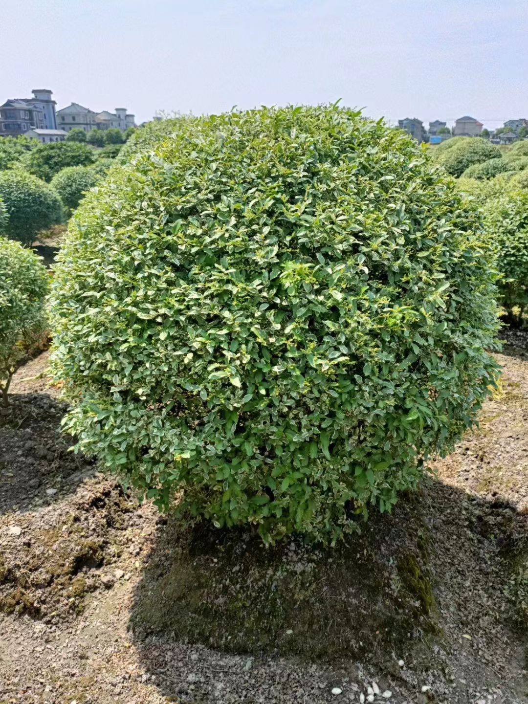 银姬小蜡球种植方法 - 