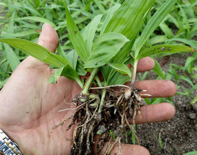 白芨怎么栽培?白芨种植技术