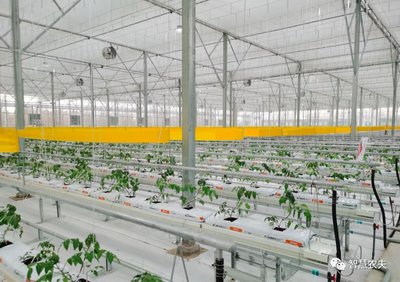 "智能植物工厂"年产番茄超15万公斤,拓展乡村振兴新业态!