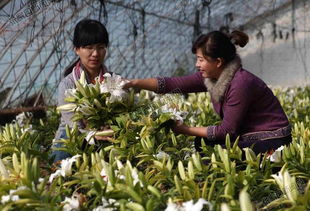 宣化中昊化工厂利用闲置厂区建花卉种植基地