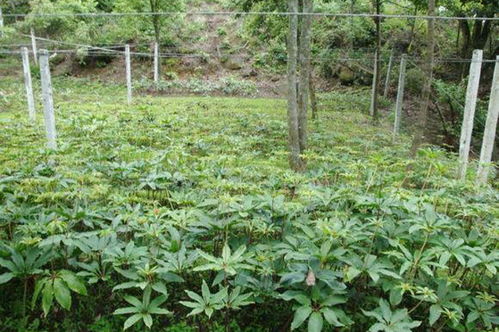 野生植物400元一斤,根茎用途大,有人种植致富,为何不建议跟风