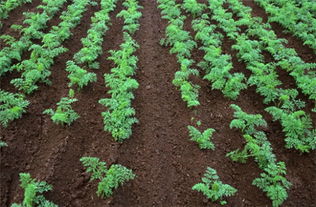 园土,多肉植物种植用土 – 多肉联萌